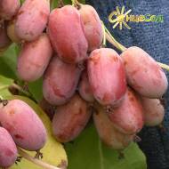 Саджанець Актинідія Пурпурова в контейнері